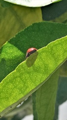 Cycloneda sanguinea