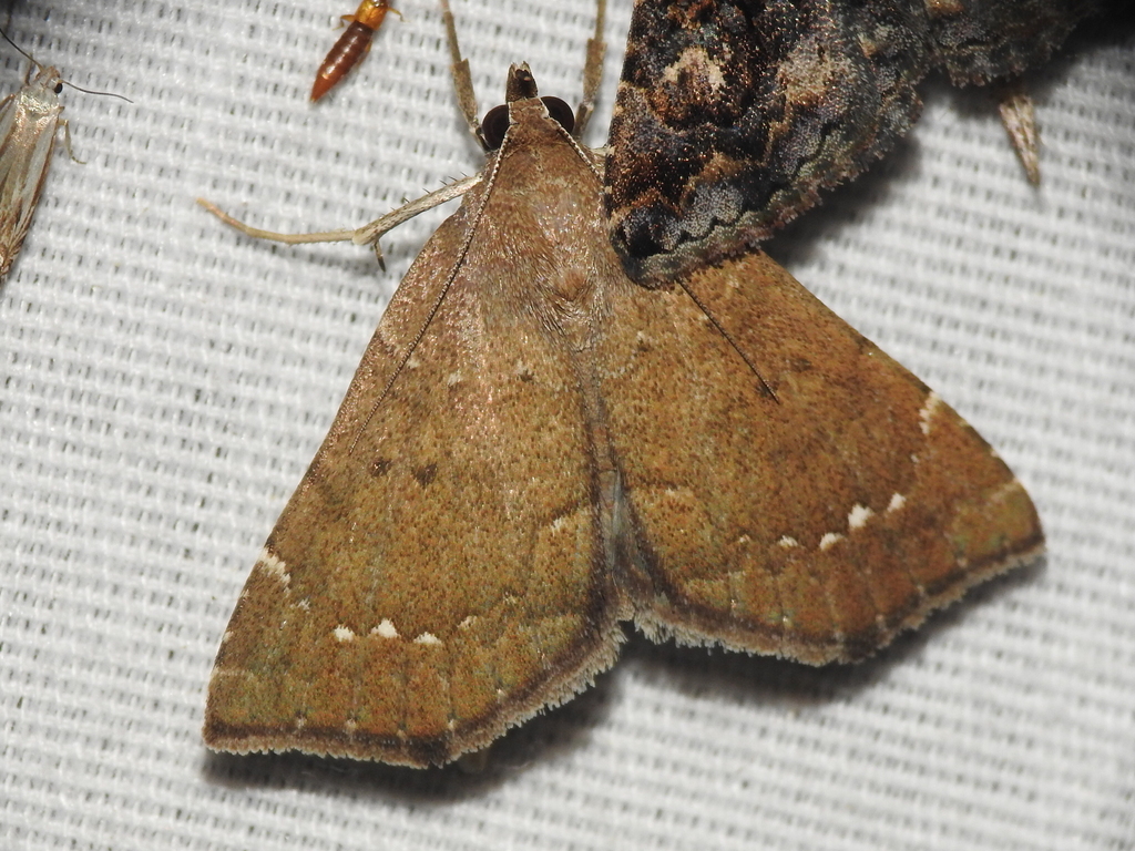 Southern Focillidia Moth