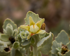 Huidobria fruticosa