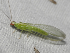 Chrysopodes collaris