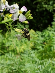 Volucella bombylans