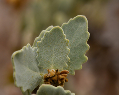 Huidobria fruticosa