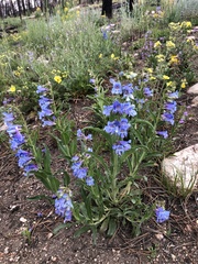 Penstemon glaber