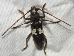 Enaphalodes taeniatus