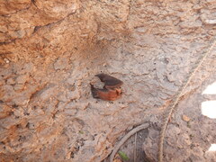 Mormoops megalophylla