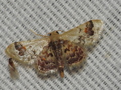 Idaea asceta