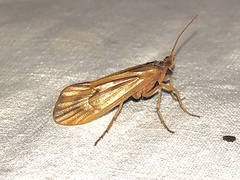 Platycentropus radiatus