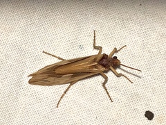 Platycentropus radiatus