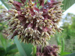 Asclepias syriaca