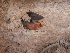 Mormoops megalophylla