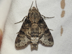 Cautethia spuria