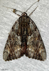 Catocala insolabilis