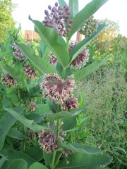 Asclepias syriaca