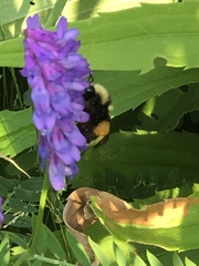 Bombus borealis