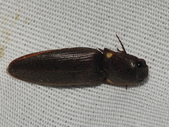 Deilelater physoderus