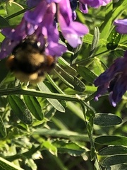 Bombus borealis