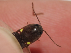 Deilelater physoderus