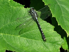 Nihonogomphus ruptus