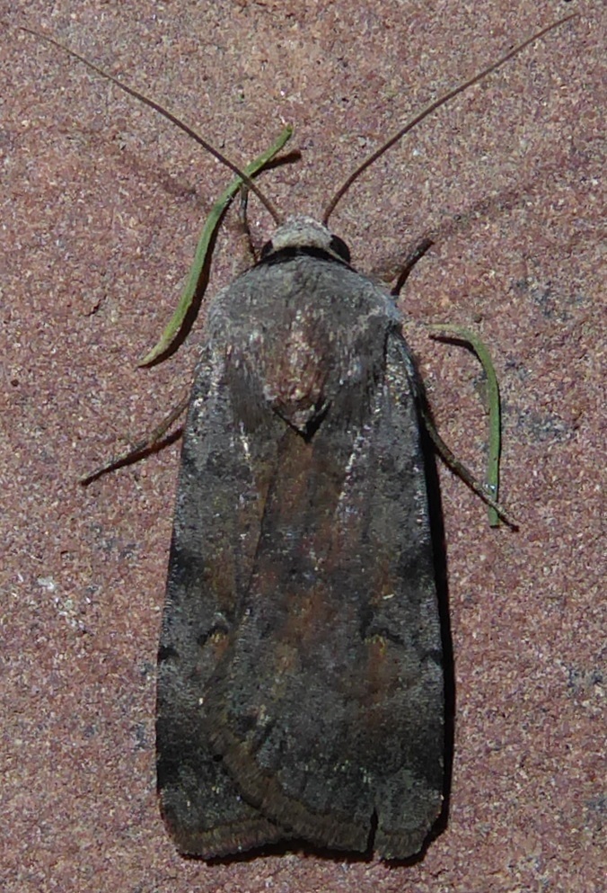 Anicla espoetia