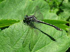 Nihonogomphus ruptus