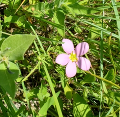 Sabatia campestris