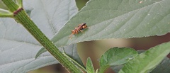 Psammaletes mexicanus