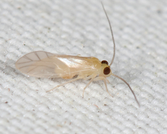Valenzuela pinicola