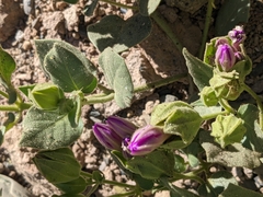 Mirabilis multiflora glandulosa