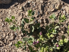 Mirabilis multiflora glandulosa