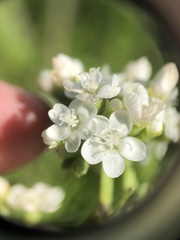 Napaea dioica