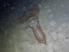 Uroteuthis