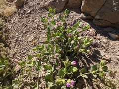 Mirabilis multiflora glandulosa
