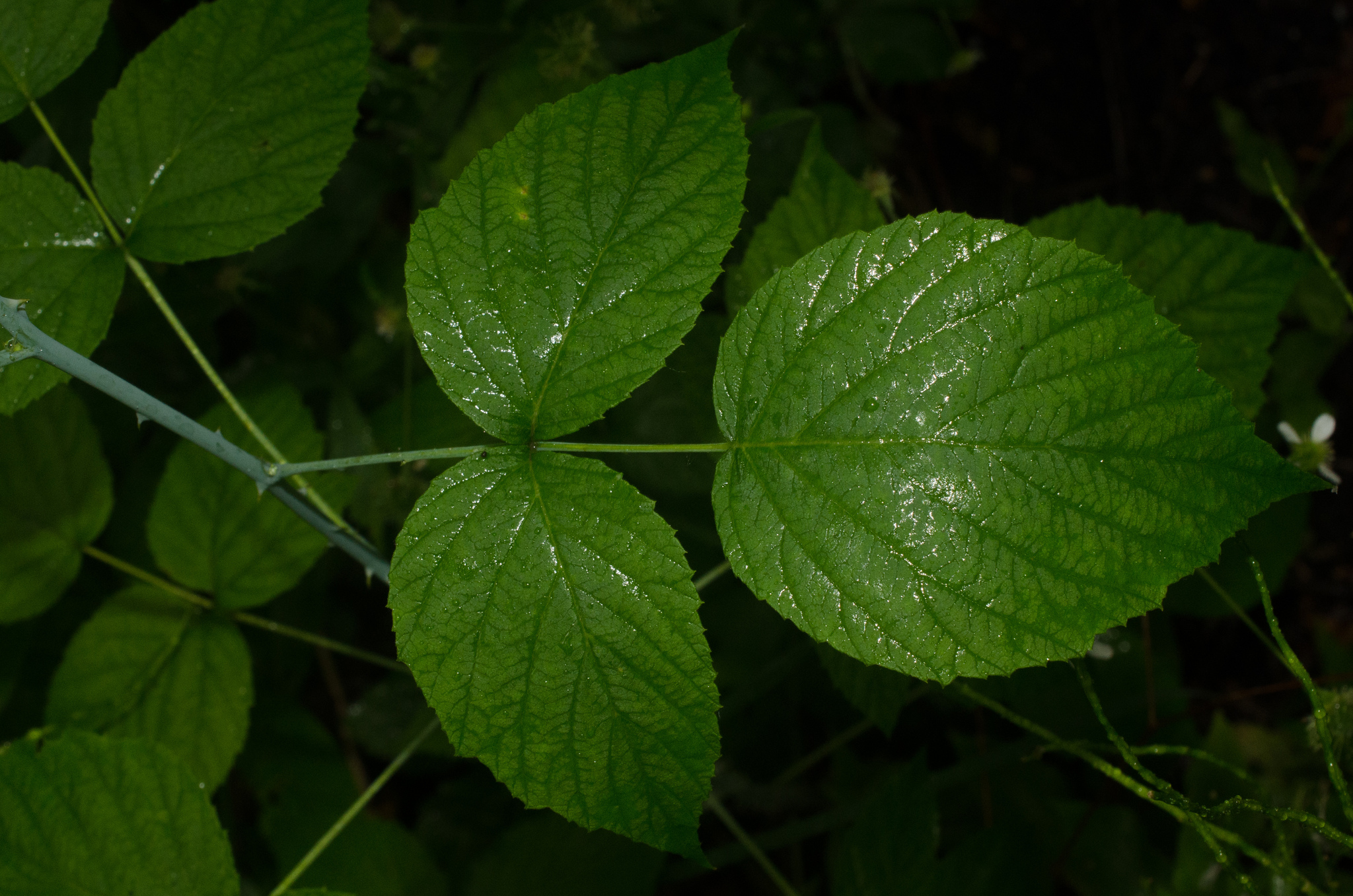 black raspberry Rubus leucodermis leaves, Stanley Park, Vancouver, British  Columbia, Canada Stock Photo - Alamy