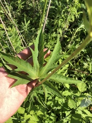 Napaea dioica