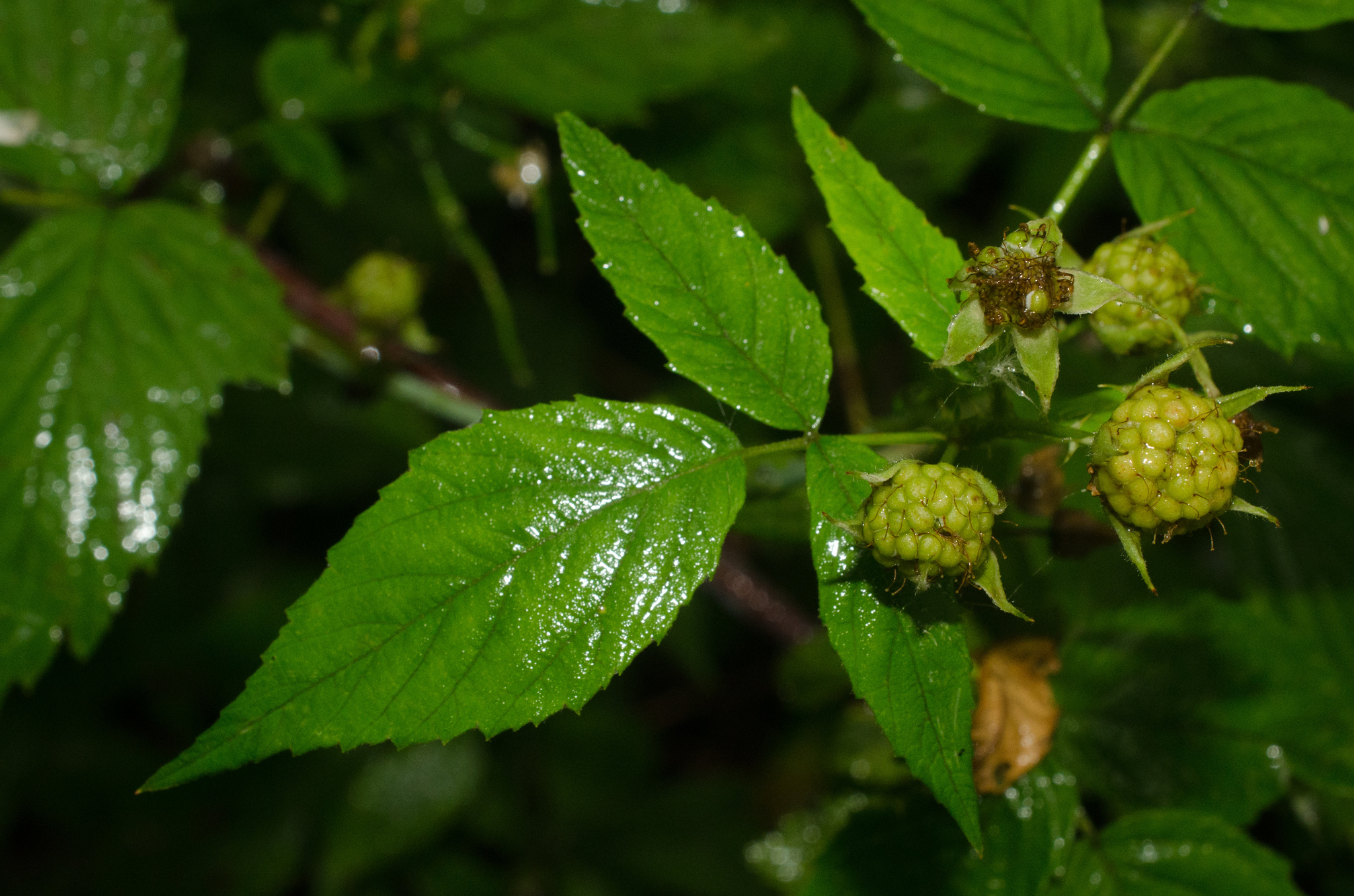 black raspberry Rubus leucodermis leaves, Stanley Park, Vancouver, British  Columbia, Canada Stock Photo - Alamy