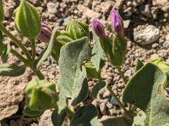 Mirabilis multiflora glandulosa