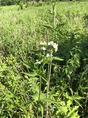 Napaea dioica