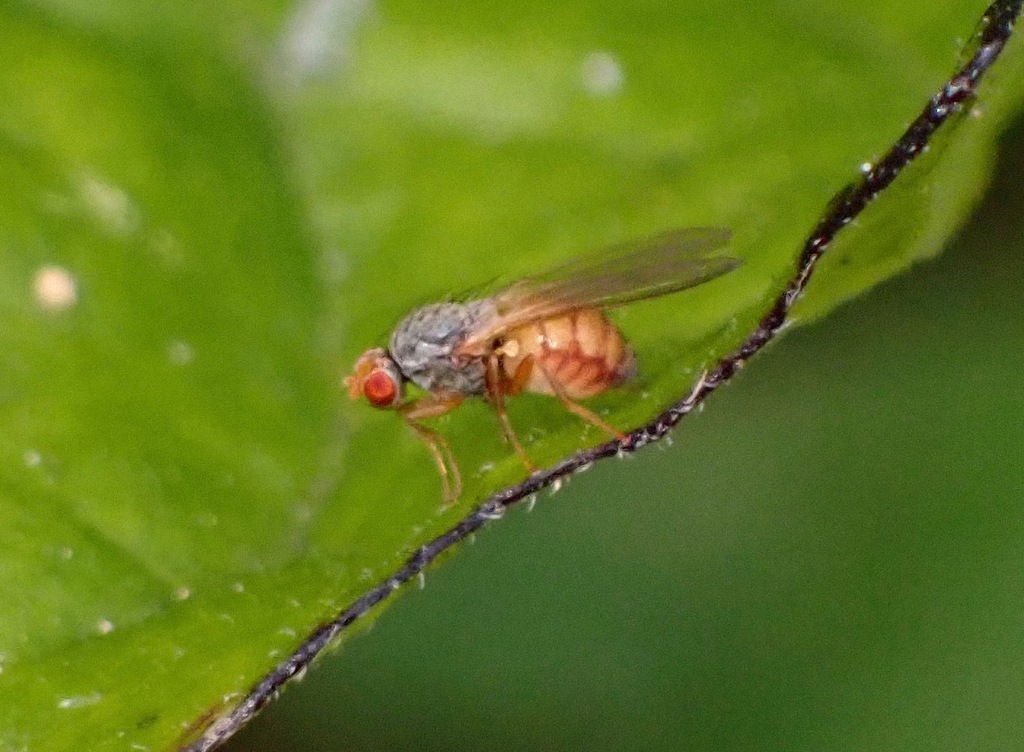 Trixoscelis melanderi