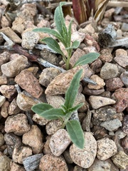 Chamaesaracha coronopus