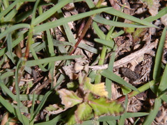 Eleutherodactylus cystignathoides