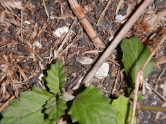 Eleutherodactylus cystignathoides