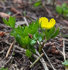 Ranunculus suksdorfii