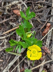 Ranunculus suksdorfii