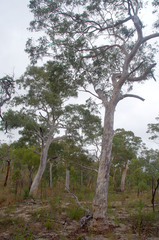 Eucalyptus pachycalyx pachycalyx