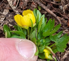 Ranunculus suksdorfii