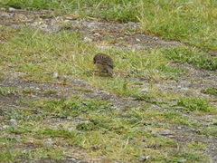Zonotrichia atricapilla