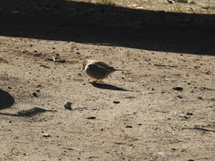 Zonotrichia atricapilla