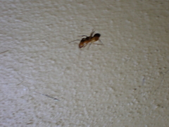 Camponotus hannani