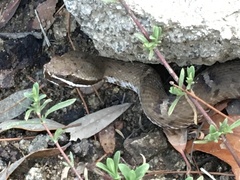 Crotalus willardi willardi