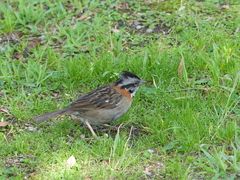 Zonotrichia capensis